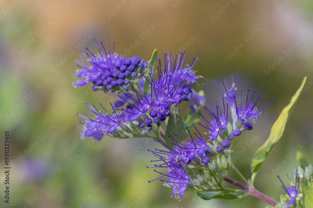 Obraz premium Caryopteris clandonensis bluebeard bright blue flowers in bloom, ornamental autumnal flowering plant