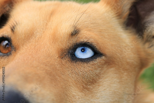 Photos Dog With Different Colored Eyes Looks at the Camera in a Grassy Area During Dayl