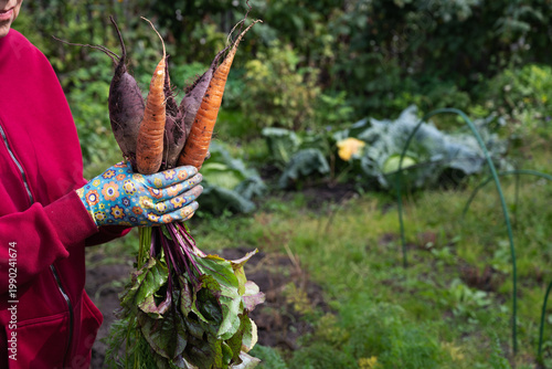 Photos Daytime carrot harvesting in garden