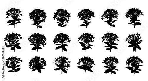 Collection of black flower silhouettes on white background for design and decoration