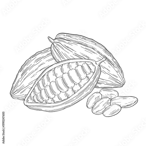 Organic cocoa beans for chocolate products in ink sketch art for graphic design