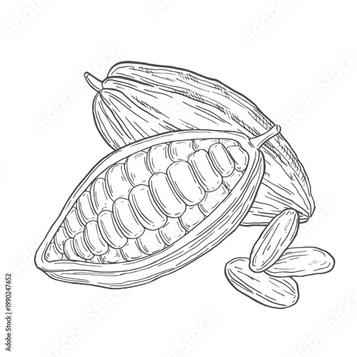 Organic cocoa beans for chocolate products in ink sketch art for graphic design