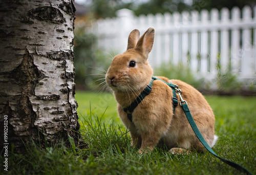 Cute brown rabbit on a leash sitting next to a tree in a green garden