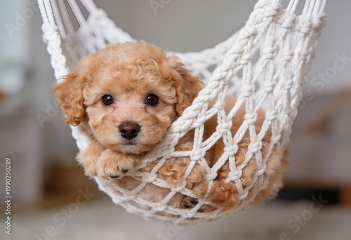 Cute small tan puppy resting in a white macrame hammock indoors