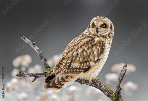 Short-eared owl perched on a tree branch with yellow eyes looking sideways