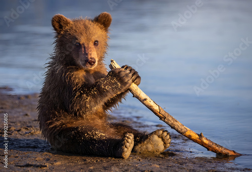 Cute brown bear cub sitting on shore playing with a stick