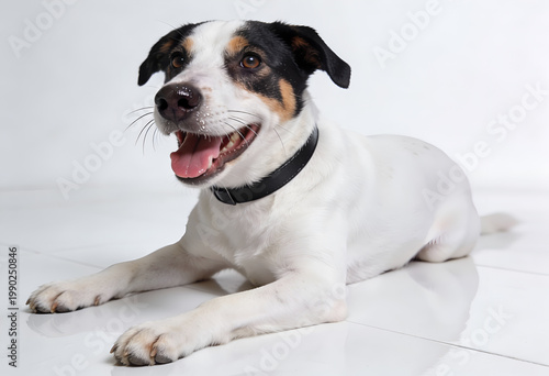 Happy tri-colored dog lying on white floor with black collar