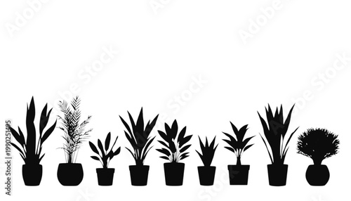 Potted plants displayed in a horizontal row represent a diverse selection of indoor greenery and botanical specimens suitable for architectural visualization or graphic design layouts with white.