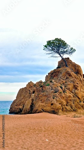 tossa de mar beach with iconic rock and pine tree, mar menuda cove in costa brava, scenic mediterranean coastal landscape in spain.
