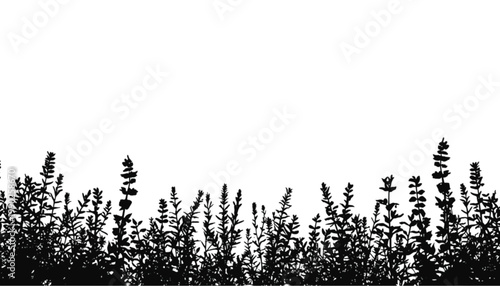 Lavender sprigs stand in a dense row to form a dark silhouette against a clean white background, offering a minimalist design element with plenty of copy space for various botanical artistic projects.