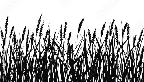 Wheat stalks stand in a dense row creating a sharp black silhouette against a stark white background that provides ample copy space for graphic design projects requiring a natural harvest aesthetic.
