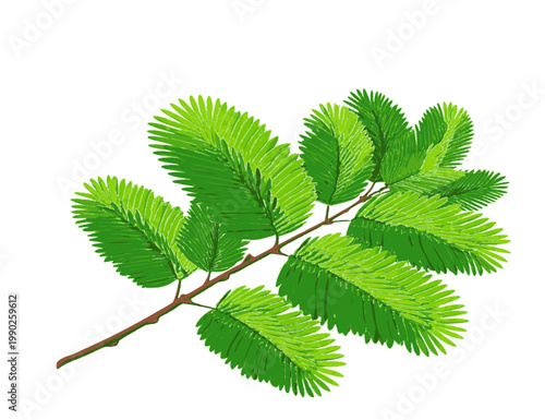 vector illustration of a wild herbal plant sensitive to touch also called mimosa pudica