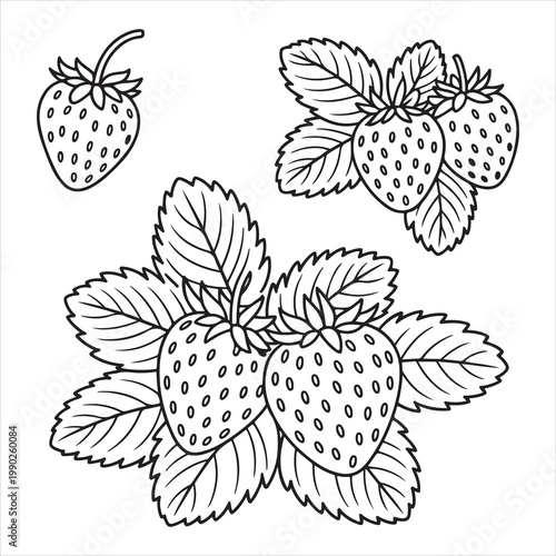 A black and white drawing of several strawberries