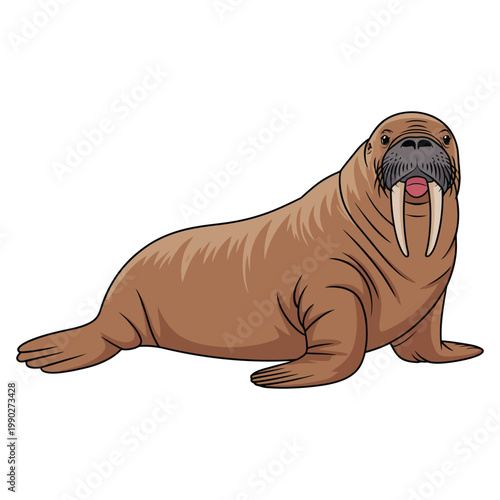 walrus
