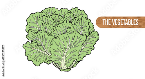 Illustration of a green head of cabbage with a wooden sign on the right labeled The Vegetables on a white background.