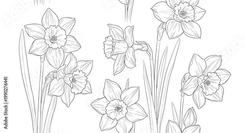 Detailed line drawing of several daffodil flowers in a cluster as a black and white floral botanical illustration.