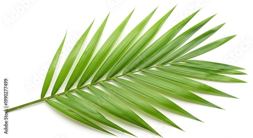palm leaf isolated on white background