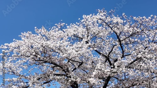 Handheld Camera Video of Cherry Blossom Tree