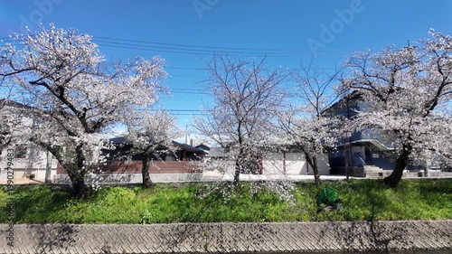 Handheld Camera Video of Cherry Trees Near Houses