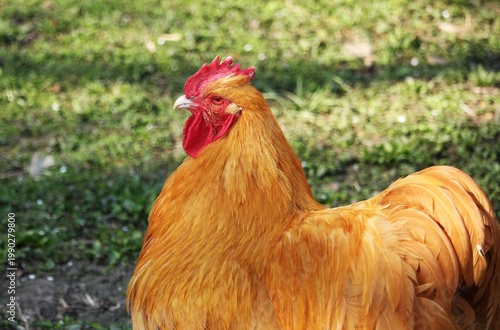Canvastavla Close up of brown rooster in countryside setting