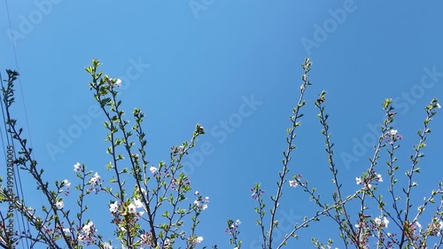Handheld Camera Video of Blossom Branches and Blue Sky
