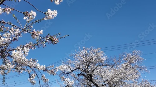 Handheld Camera Video of Sakura Branches Against Sky