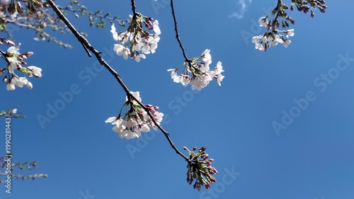 Handheld Camera Video of Sakura Branches Against Sky
