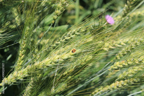 Konstfotografi Hordeum vulgare, spike of wheat, Triticum aestivum, Barley or a similar cereal g