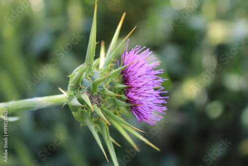  Milk Thistle (Silybum marianum) and  its spiny bracts and purple flower head. 