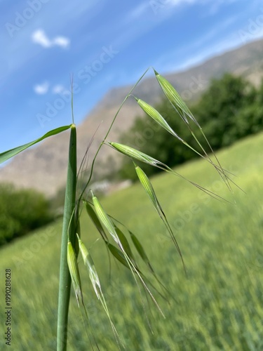 Wild Oat or the Avena fatua green plant