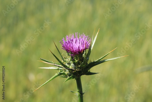  Milk Thistle (Silybum marianum) and  its spiny bracts and purple flower head. 