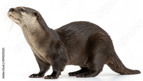 Studio portrait of an adult North American River Otter (Lontra canadensis) standing isolated on a pure white background.