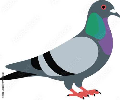 Urban pigeon standing with iridescent neck feathers against a clean white background vector illustration