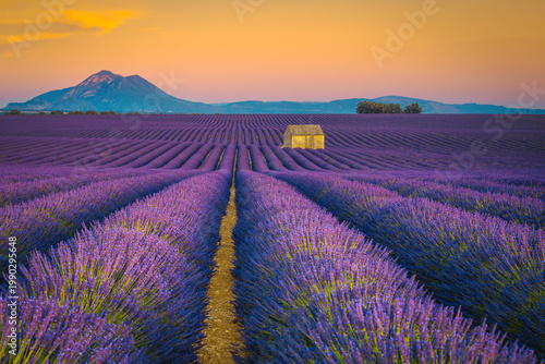 Ruined farm house on the lavender field in Provence, France