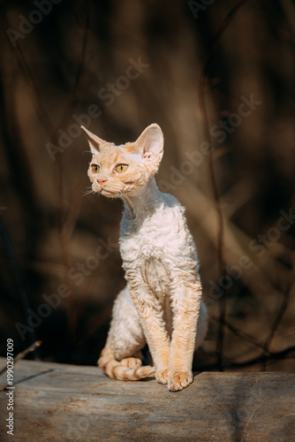 Photography Sweet Devon Rex Cat Funny Curious Young White Devon Rex Kitten In Autumn Forest