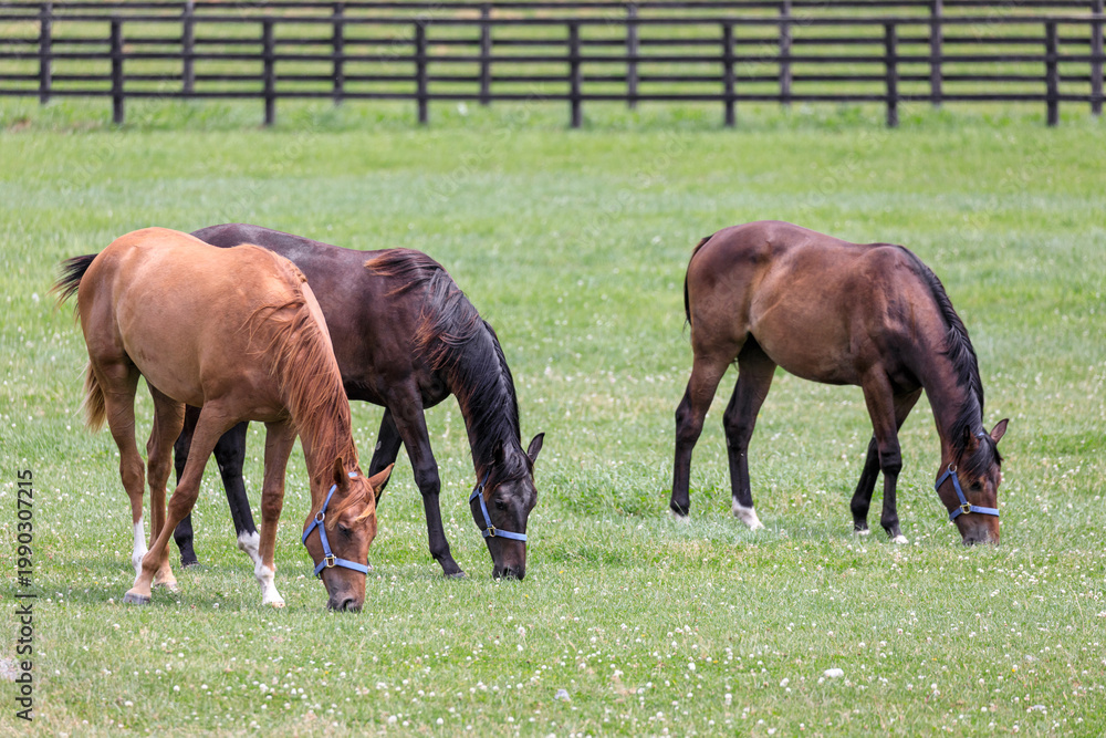 Obraz premium 北海道新浦河町、牧草を食べる競走馬【7月】
