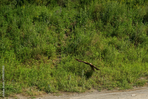 an eagle taking off from the green grass