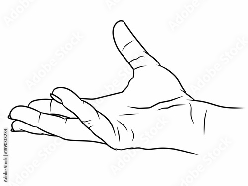 Vector illustration of open human hand with palm up, detailed line art gesture for anatomy or drawing study