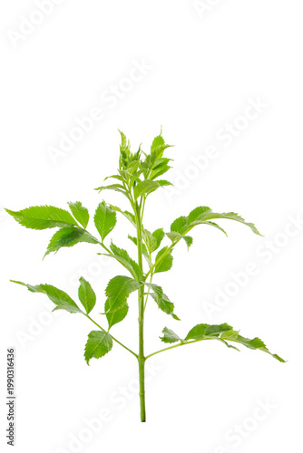  Young treetop foliage with bright green leaves and delicate branches, clean and transparent background.