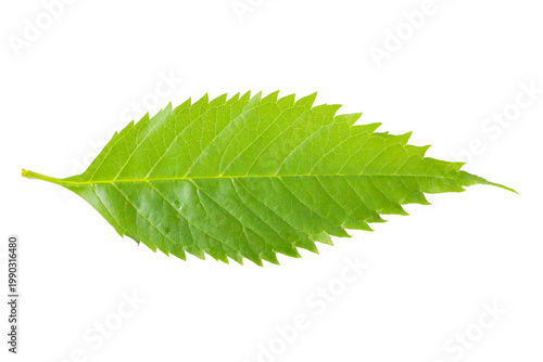 Fresh green leaves and branches, detailed and organic, cleanly isolated on a transparent background.