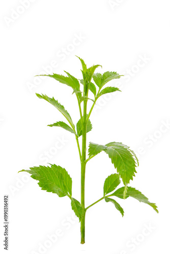  Minimal treetops with sprouting leaves and slender branches, natural look on a transparent background.