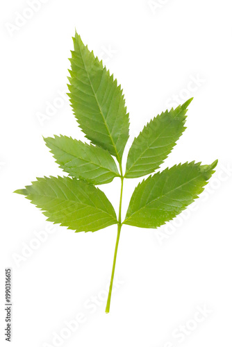  Beautiful green leaves with natural branches, fresh and vibrant, isolated on a transparent background.