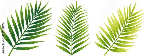 Three different styled green palm leaves on a white background, in clipart style