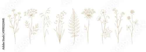 Set of dried flowers and leaves elegant and delicate botanical elements.