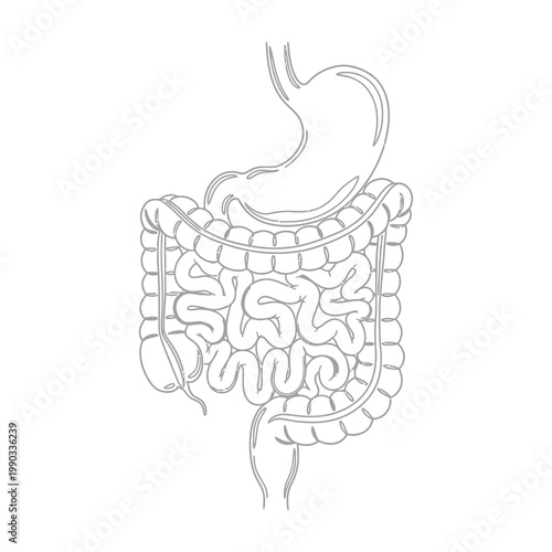 Human digestive system