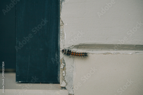 hairy caterpillar insect crawling on weathered textured wall next to dark blue frame
