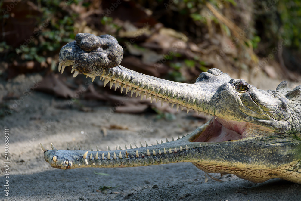 Fototapeta premium Endangered Gharial basking with mouth open in sun. Indian Gharial crocodile resting on sandy ground