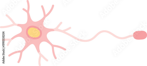 Nerve cell neuron flat vector illustration showing anatomy with axon and dendrites isolated on white background for medical education