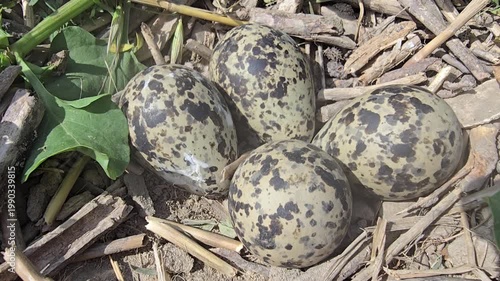 Wild Red watteld Lapwing bird eggs in ground nest, speckled camouflaged avian eggs on dirt, natural wildlife habitat with four spotted eggs, outdoor nature conservation