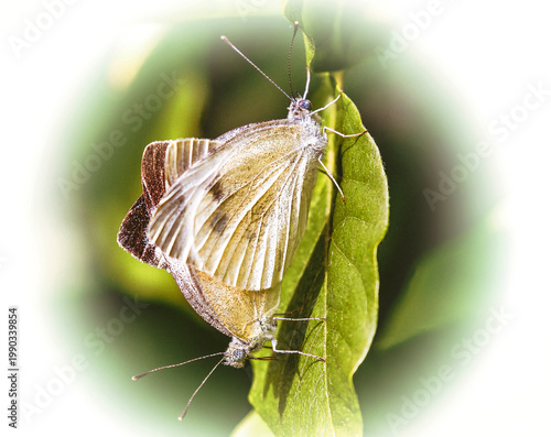 Recording of the mating of cabbage white butterflies